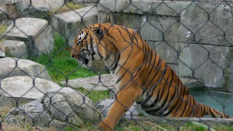 Tiger-In-Gefangenschaft,-Der-Ein-Entspannendes-Bad-In-Einem-Wasserbecken-Nimmt-4k