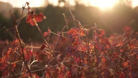 Sunbeams-on-colorful-leaves-of-vineyards-in-the-autumn-season,-Slow-motion-tracking