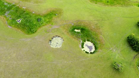 Unique-and-unusual-landscape-of-round-ponds,-lakes,-waterways-on-expansive-green-plains,-aerial-drone-top-down-birds-eye-view