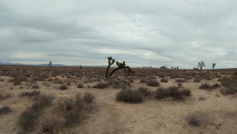 Flog-Schnell-über-Den-Mojave-Wüstensand-Und-Unter-Den-Gebogenen-Und-Verdrehten-Stamm-Eines-Joshua-Baums