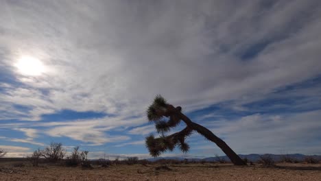 Ganztages--Und-Sonnenuntergangszeitraffer-In-Der-Mojave-Wüste-Mit-Einem-Gebogenen-Und-Knorrigen-Joshua-Tree-Im-Vordergrund