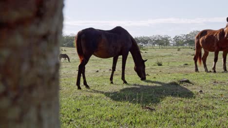 Domestic-Horses-Grazing-In-The-Pasture-On-A-Sunny-Day