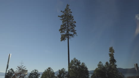 Douglasien-Ziehen-Vor-Einem-Strahlend-Blauen-Himmel-Und-Mit-Den-Lake-Tahoe-bergen-Am-Horizont-Vorbei,-Wie-Man-Sie-Auf-Einer-Autofahrt-Von-Der-Fahrerseite-Aus-Sieht