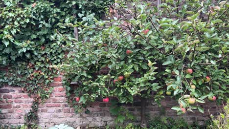 Small-apple-tree-growing-against-a-wall