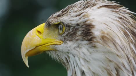 Bald-Eagle-With-Yellow-Beak-Looking-Around,-macro