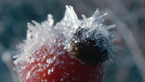 Close-up-of-a-frozen-rose-hip-in-the-cold-of-the-morning,-beautiful-blue-light-on-the-frost-crystals