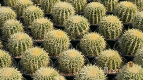 Muchos-Pequeños-Cactus-En-Macetas-A-La-Venta-En-Un-Vivero-Local-De-Cactus-En-Arizona
