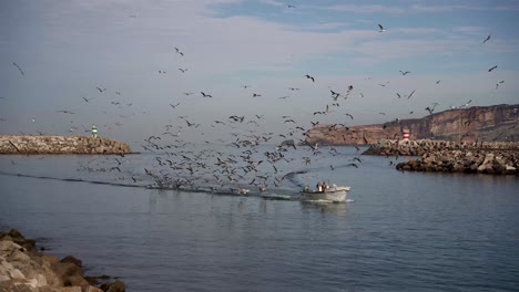 Flock-of-Seagulls-following-fishing-boat-back-to-harbor-calm-waters,-Portugal