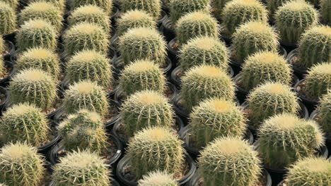 Hileras-De-Cactus-Plantados-En-Macetas-En-El-Vivero