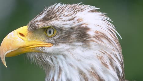 A-closeup-view-of-an-eagle-turning-its-head-from-side-to-side