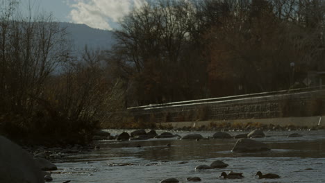 Ducks-in-the-Truckee-River-in-Reno-at-sunset