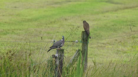 A-pigeon-shares-a-company-with-a-hawk-sitting-on-a-fence,-then-he-suddenly-flies-away