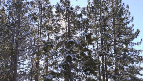 Douglas-Fir-trees-in-front-of-the-sun-on-a-clear-and-sunny-winter-day-in-Lake-Tahoe,-Nevada