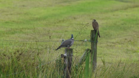 A-dove-and-a-hawk-are-caught-sitting-on-the-fence-on-the-meadow