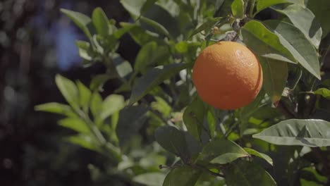 Naranja-Colgando-De-Un-árbol-Con-Hojas-Verdes-Con-Viento-Fuerte