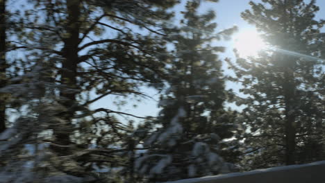 POV-driving-past-Douglas-Fir-trees-in-front-of-the-sun-shining-on-a-blue-sky-day-in-Lake-Tahoe