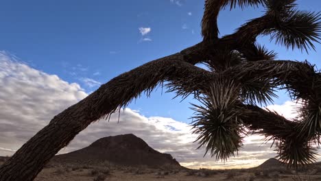 A-sun-and-sand-blasted-Joahua-tree-in-the-foreground,-a-butte-in-the-background-and-a-sunrise-cloudscape-above-the-Mojave-Desert---time-lapse