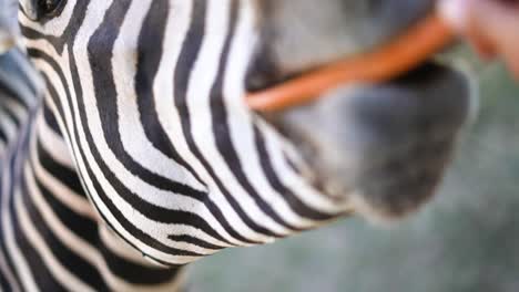 zebra-eating-from-hand-of-person-on-safari-black-with-white