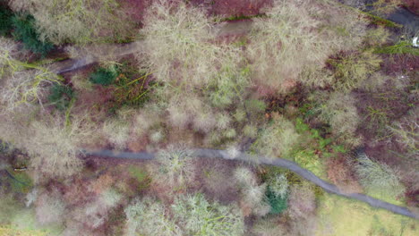 Fotografía-Cenital-De-Los-árboles-A-Fines-Del-Invierno-En-El-Parque-Todmorden