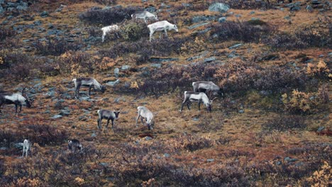 Eine-Herde-Von-Karibus,-Die-Auf-Dem-Hügel-In-Der-Herbstlichen-Tundra-Grasen