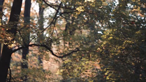 Bunte-Herbstblätter-Fallen-Wiegend-In-Die-Luft