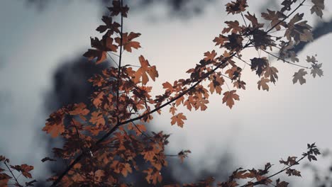 Eine-Nahaufnahme-Der-Hellen-Herbstblätter-Auf-Dem-Dunklen-Hintergrund