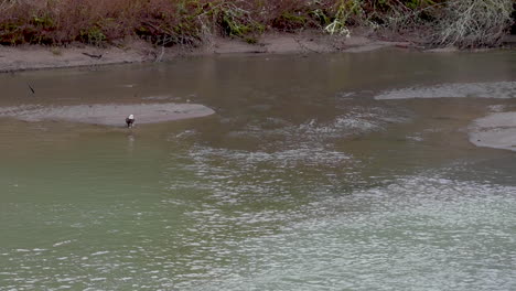 Wild-Bald-Eagle-on-sandbar-wades-into-shallow-water-of-Nooksack-River