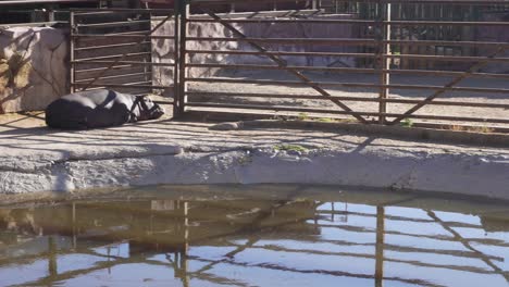 Familia-De-Hipopótamos-Descansando-En-Su-Lago