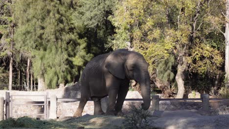 Un-Elefante-Masticando-Su-Comida