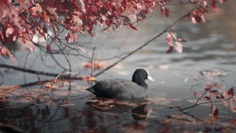 A-coot-paddling-in-the-pond,-under-the-tree-branches
