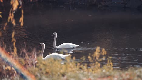 A-couple-of-swans-in-the-pond