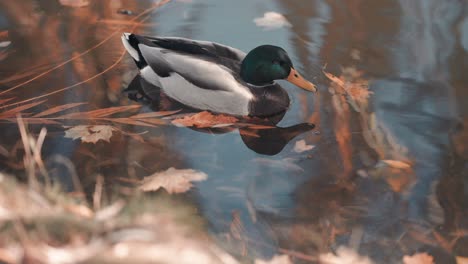 A-single-male-mallard-duck-in-the-water-near-the-bank