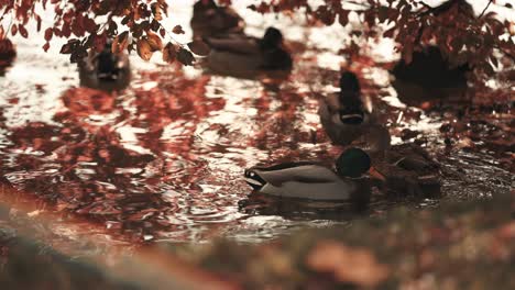 A-flock-of-mallard-ducks-swimming-in-the-pond