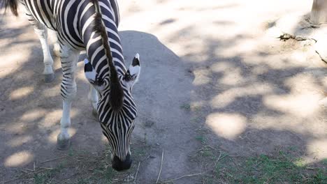 beautiful-solitary-zebra-in-captive-zoo-in-captivity-eating-off-the-ground