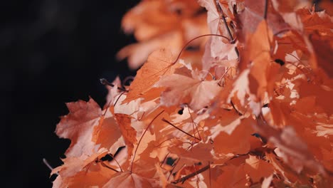 A-close-up-of-the-bright-orange-maple-leaves