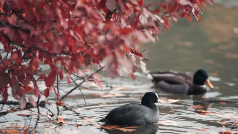 Mallard-ducks-and-coots-paddle-in-the-pond