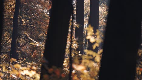 Herbstblätter-Fallen-Langsam-Von-Der-Warmen-Sonne-Hinterleuchtet