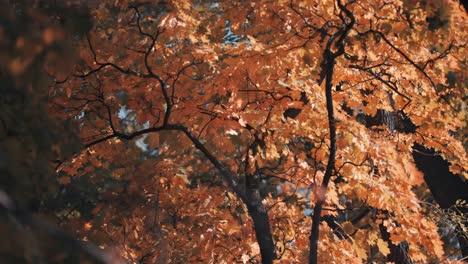 Goldene-Herbstblätter,-Die-Von-Der-Sonne-Hinterleuchtet-Werden,-Bedecken-Die-Verworrenen-Zweige
