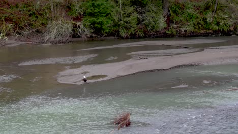 Wilder-Weißkopfseeadler,-Der-Auf-Einer-Sandbank-Im-Nooksack-River-Steht