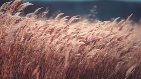 Golden-spikelets-of-the-dry-grass-swaying-in-the-wind