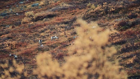 A-small-herd-of-reindeer-grazing-on-the-hill-in-the-autumn-tundra