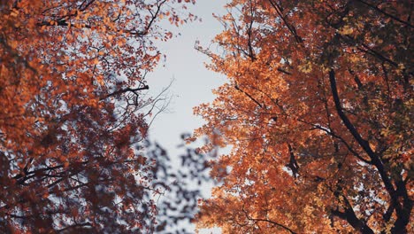 Leuchtendes-Herbstlaub-In-Den-Baumwipfeln