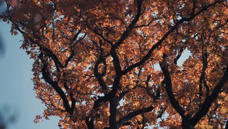 Goldenes-Herbstlaub-Bedeckt-Die-Verworrenen-Äste-In-Den-Baumwipfeln,-Die-Von-Der-Sonne-Hinterleuchtet-Werden