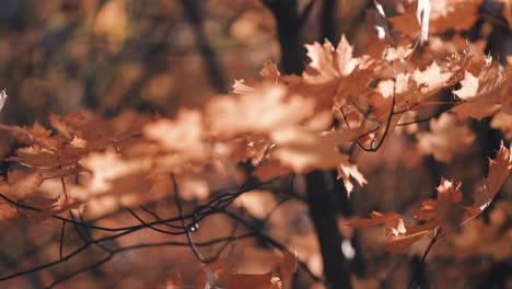 The-close-up-of-the-golden-autumn-leaves-trembling-in-the-wind