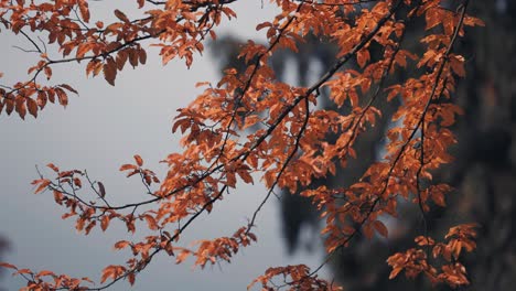 Eine-Nahaufnahme-Der-Hellen-Herbstblätter,-Die-Von-Der-Warmen-Sonne-Hinterleuchtet-Werden