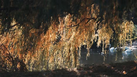 Dance-branches-of-the-weeping-willow-tree-backlit-by-the-warm-sun