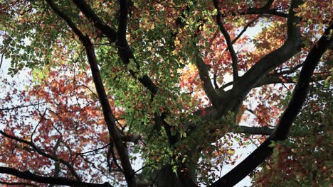 Goldenes-Herbstlaub-In-Den-Verworrenen-Baumkronen-Im-Gegenlicht-Der-Sonne