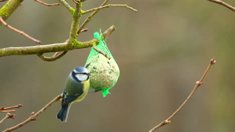 a-blue-tit-pecks-the-food-from-a-tit-dumpling-hanging-on-a-tree