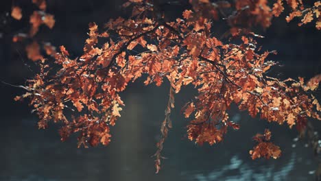 Eine-Nahaufnahme-Des-Hellen-Herbstlaubs
