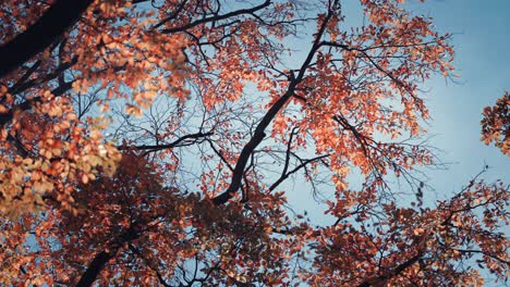 Eine-Nahaufnahme-Der-Verworrenen-Baumkronen-Mit-Hellen-Herbstblättern,-Die-Von-Der-Warmen-Sonne-Hinterleuchtet-Werden